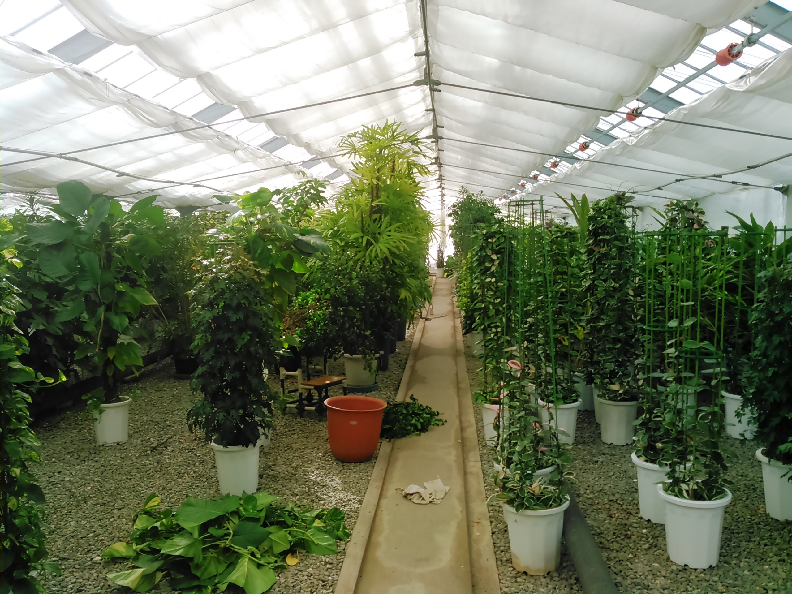 室内で観葉植物を育てるのに気を付けたいこと 明るさと温度と風 観葉植物レンタルの大阪アルファ ウィン