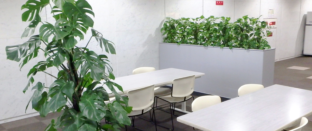 観葉植物の定期レンタル 大阪の観葉植物レンタルなら 有限会社アルファ ウィン