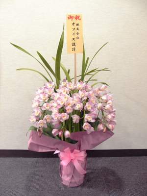 観葉植物販売